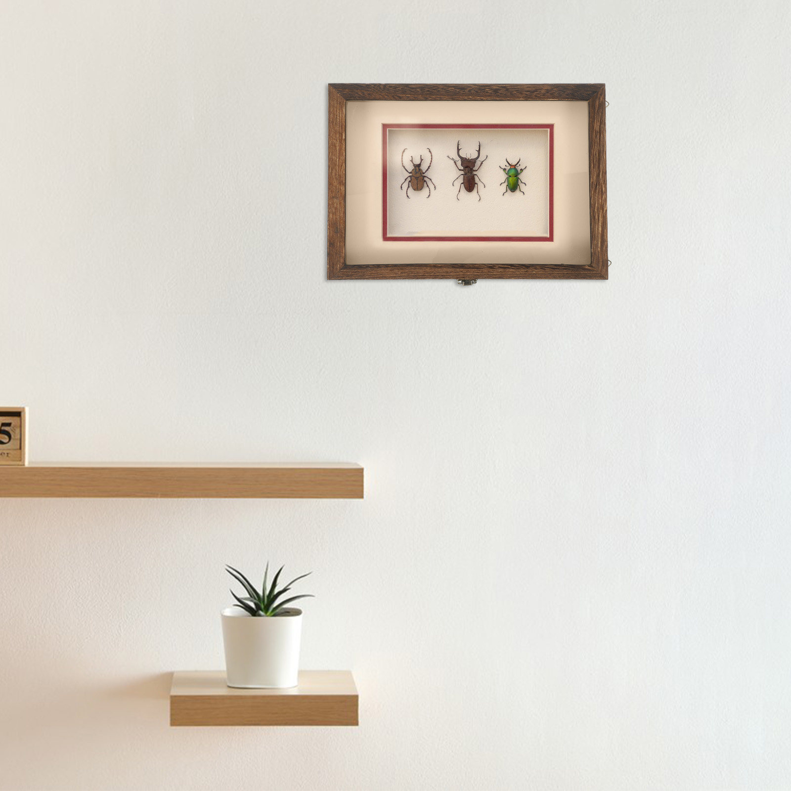 Wood Insect Display Case Clear - Frame Display Wood recension och pris