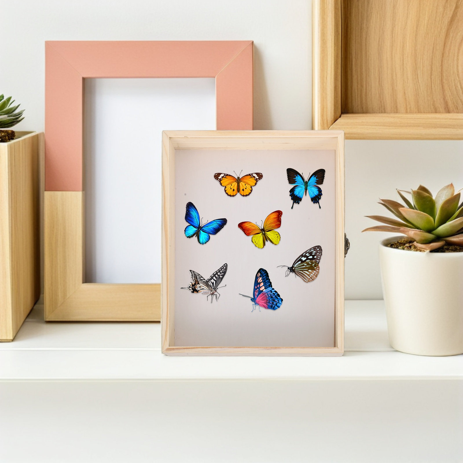 Solid Wood Insect Specimen Dis - Frame Display Wood recension och pris