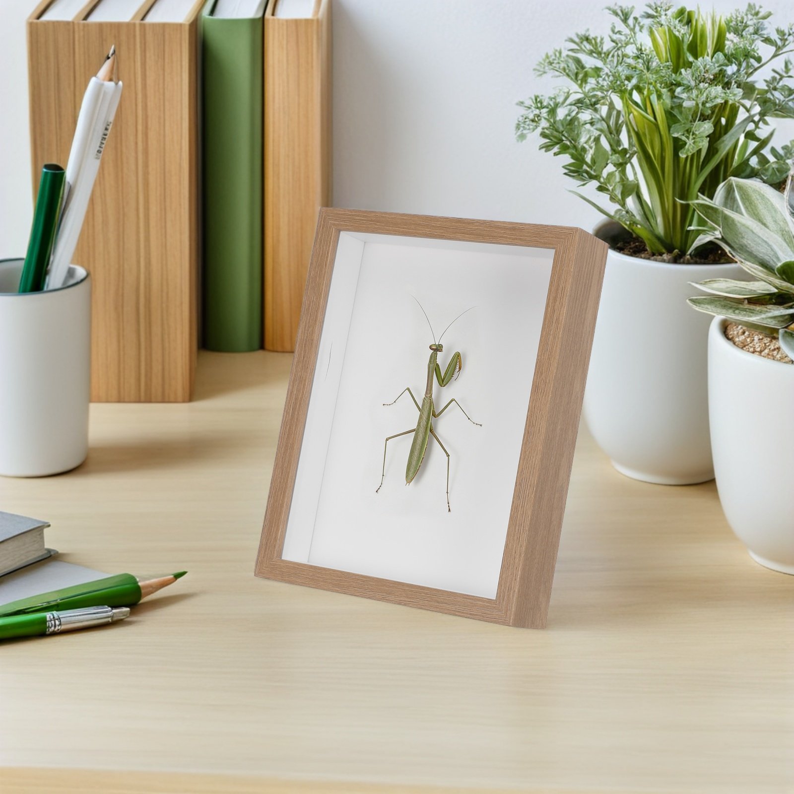 Wooden Framed Bug Display Case - Frame Display Wood recension och pris